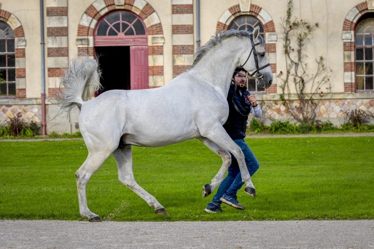 VANGOG DU MAS GARNIER